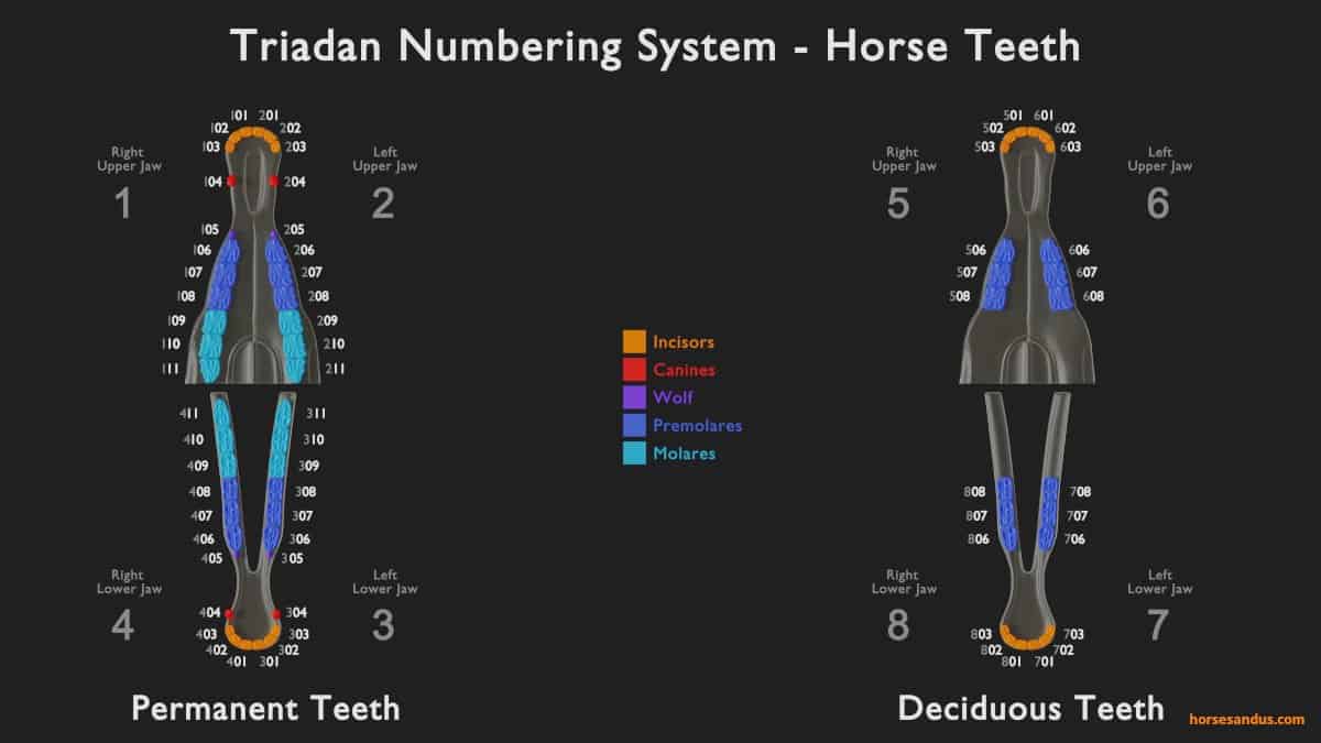 horse teeth anatomy - Triadan numbering system