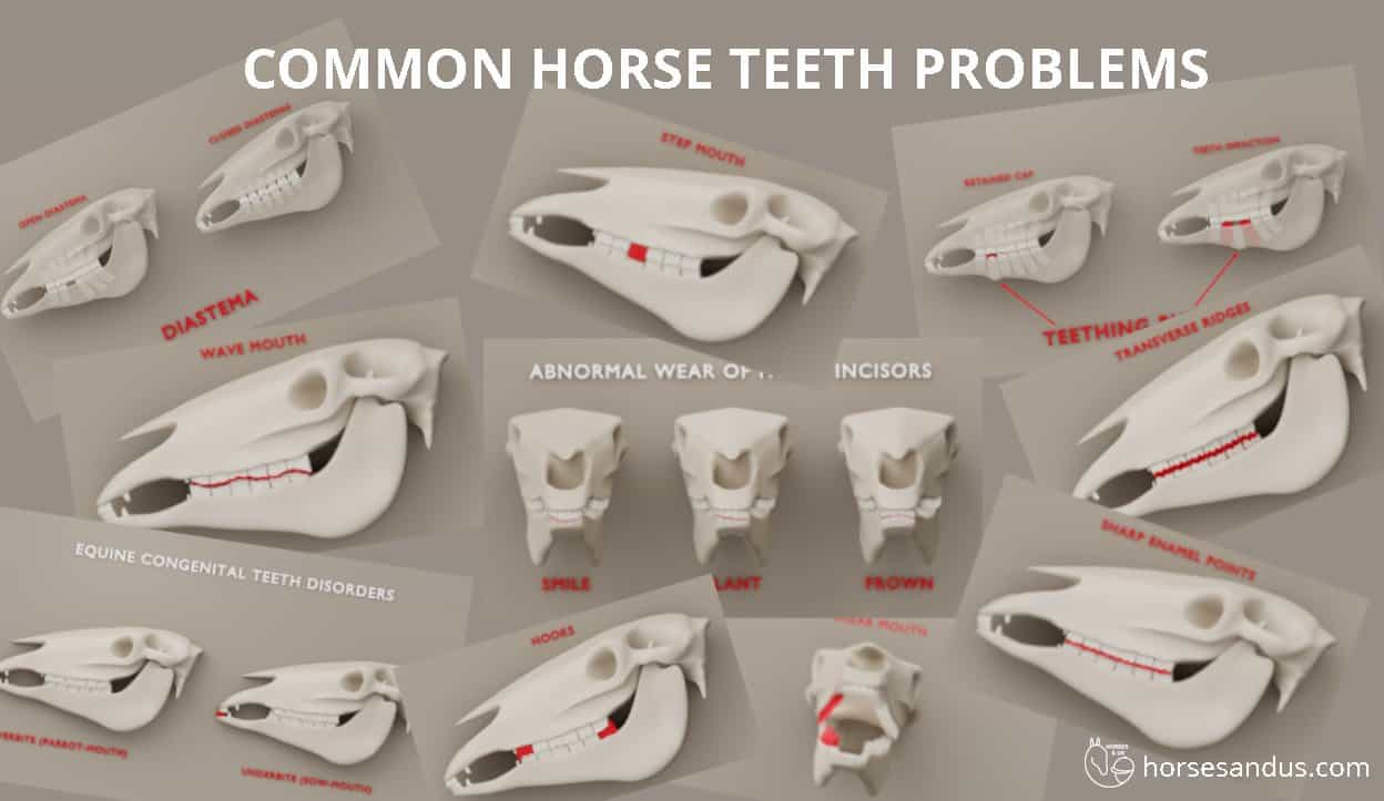 Common horse teeth problems