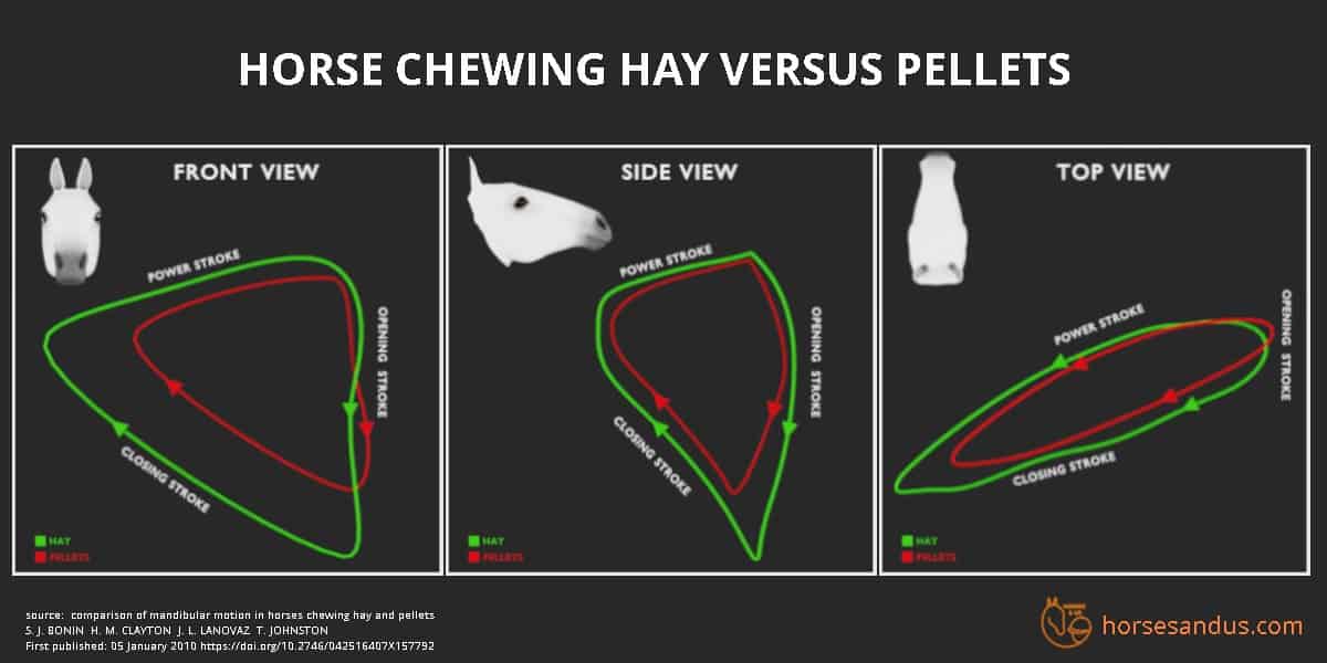 Horse chewing hay has wider range of motion than chewing pellets