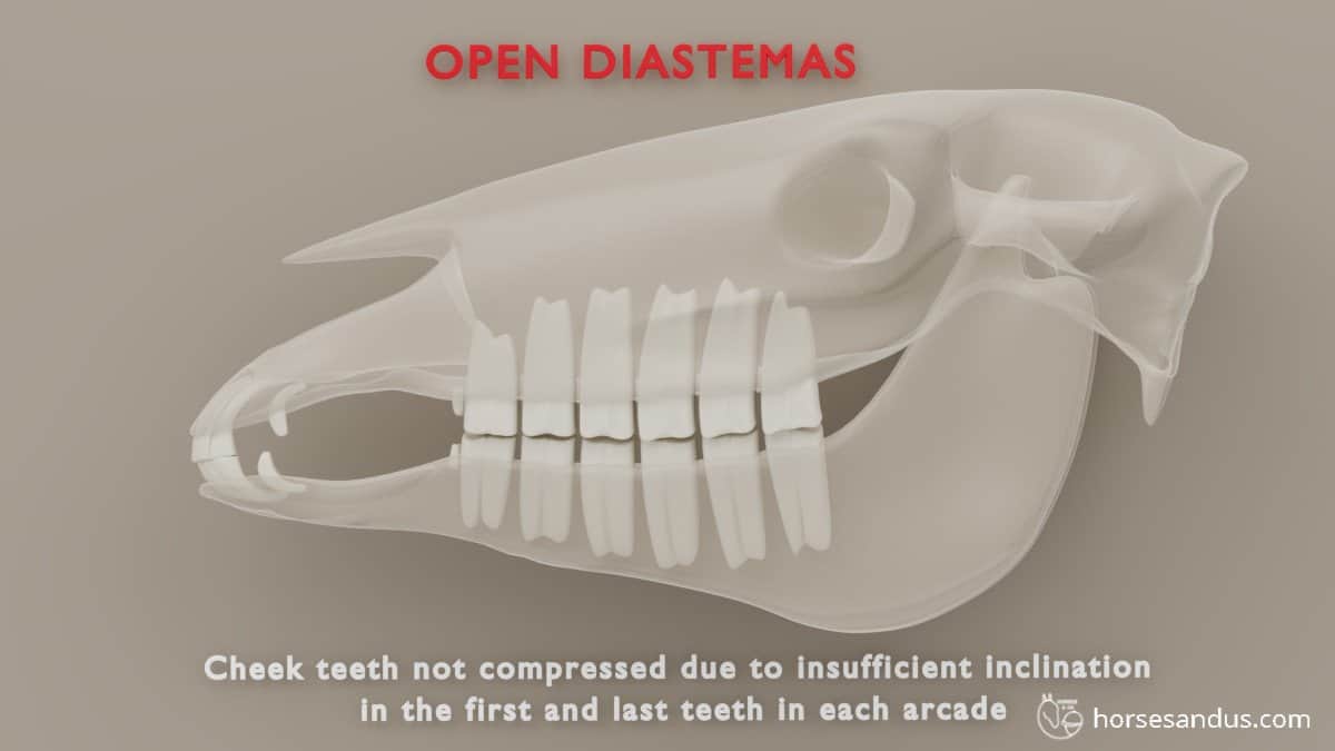 Horse teeth open diastema due to insufficient inclination of cheek teeth