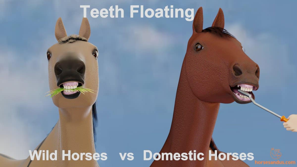 Teeth floating : Wild horses vs domestic horses