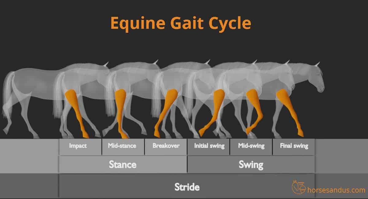 Equine gait cycle analysis - diagram