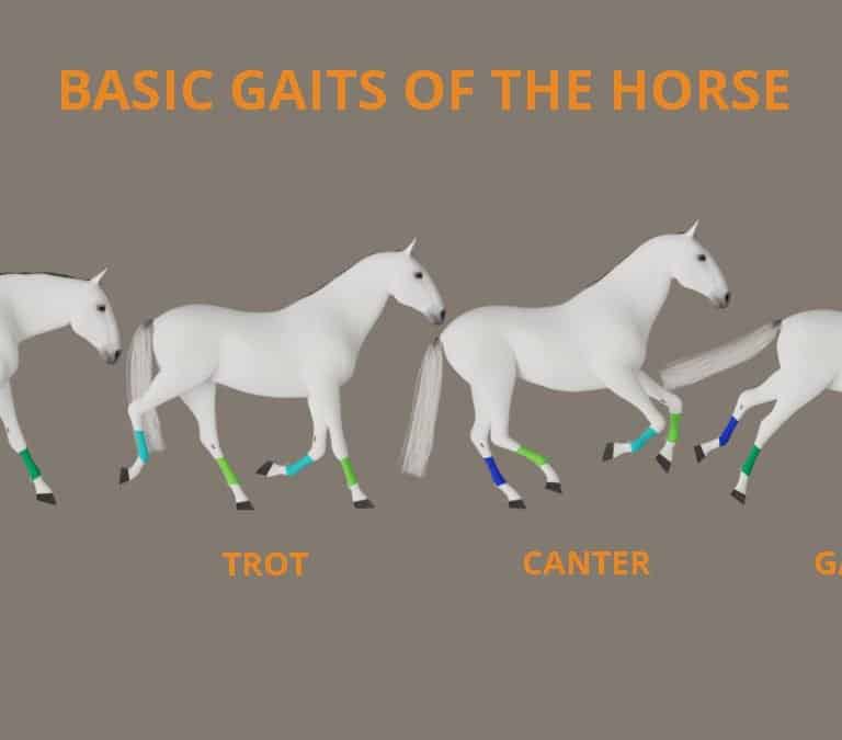 basic gaits of the horse