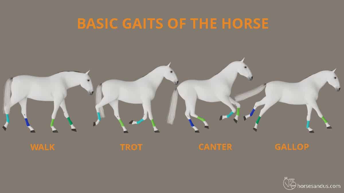 basic gaits of the horse