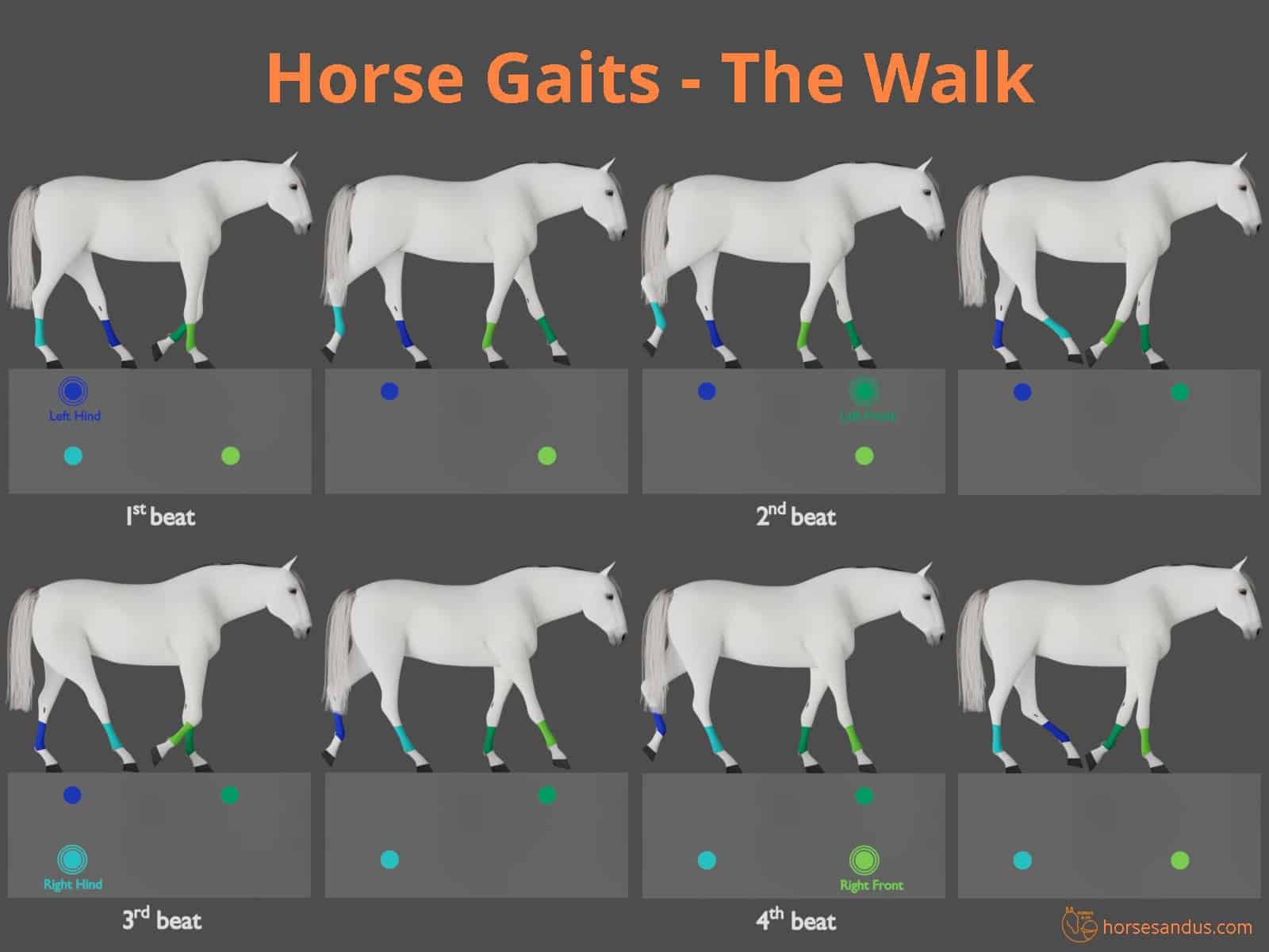 Horse gaits - the walk cycle - diagram