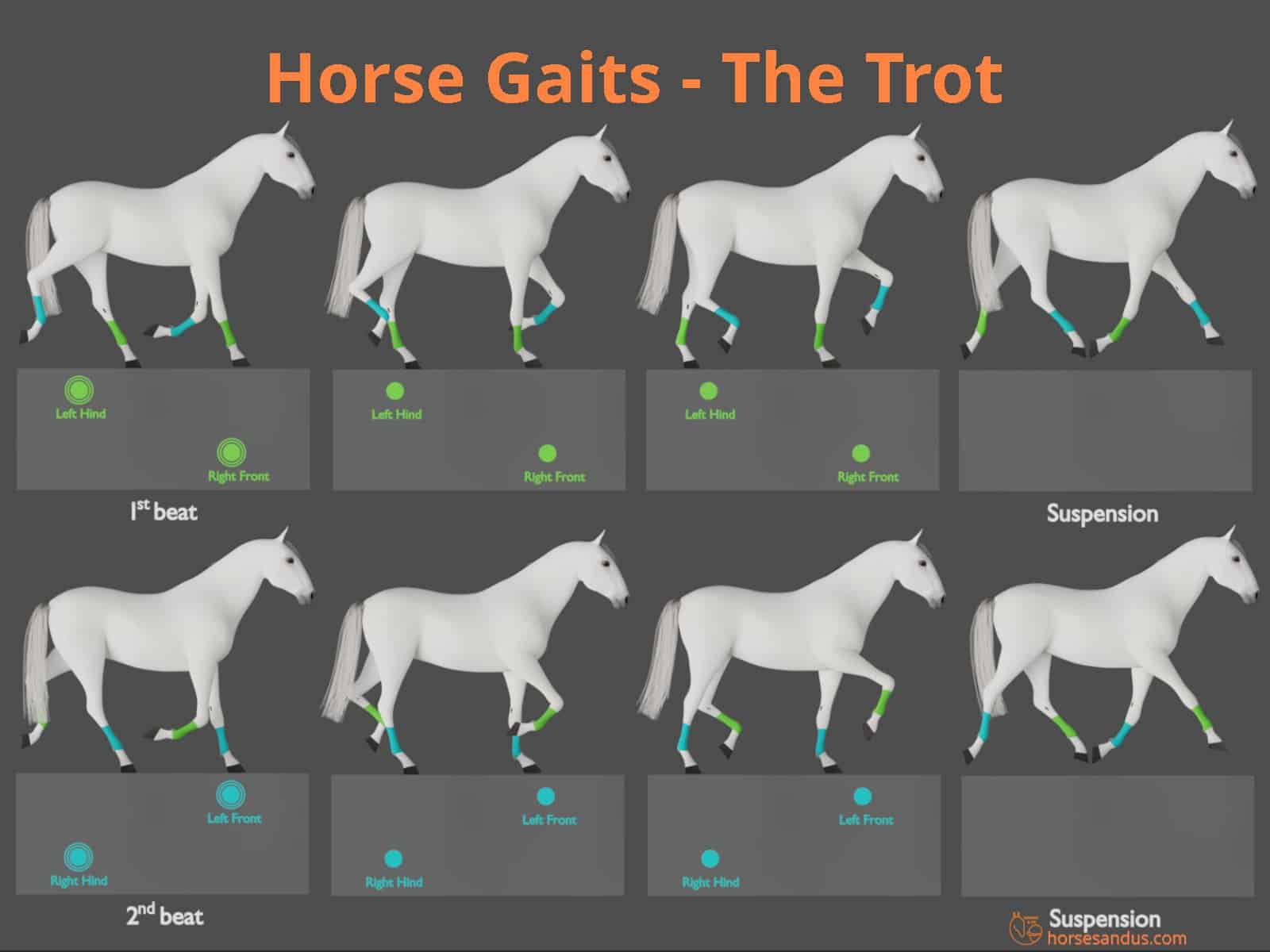 Horse gaits - the trot cycle - diagram