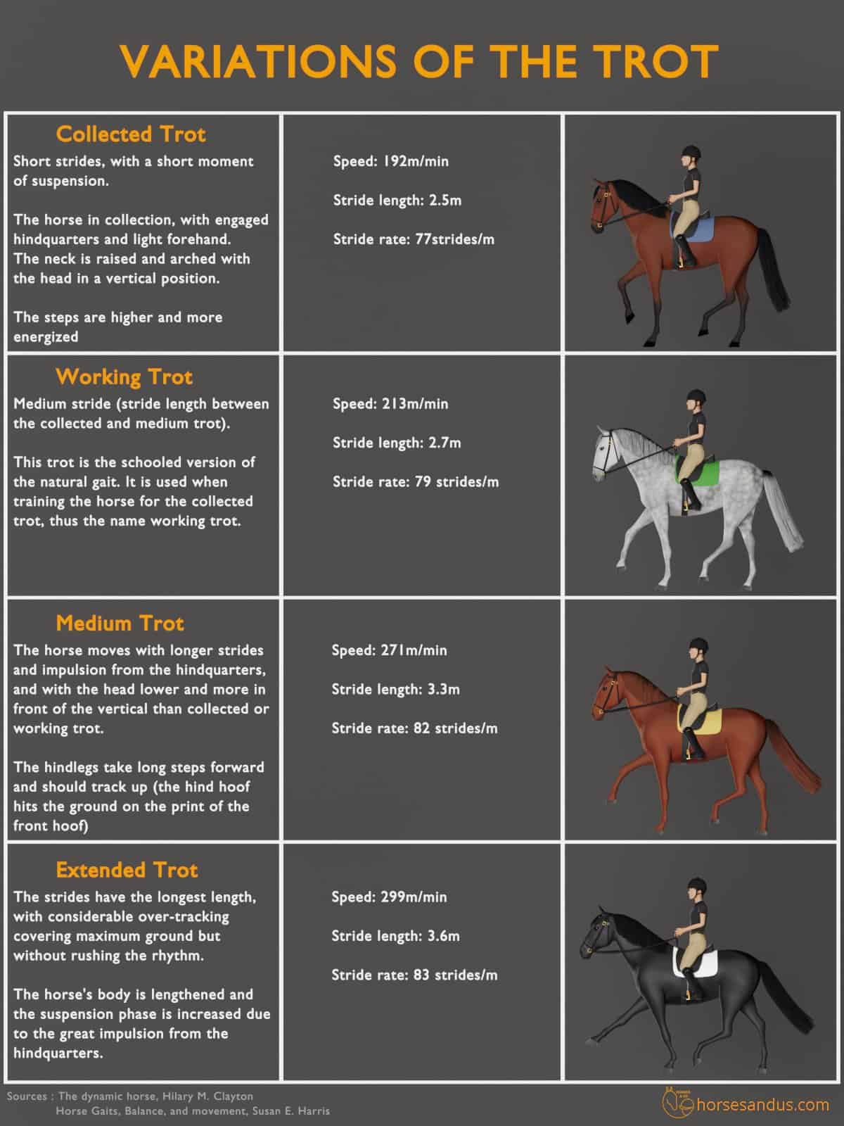 variations of horse´s trot - infographics - collected trot, working trot, medium trot, extended trot