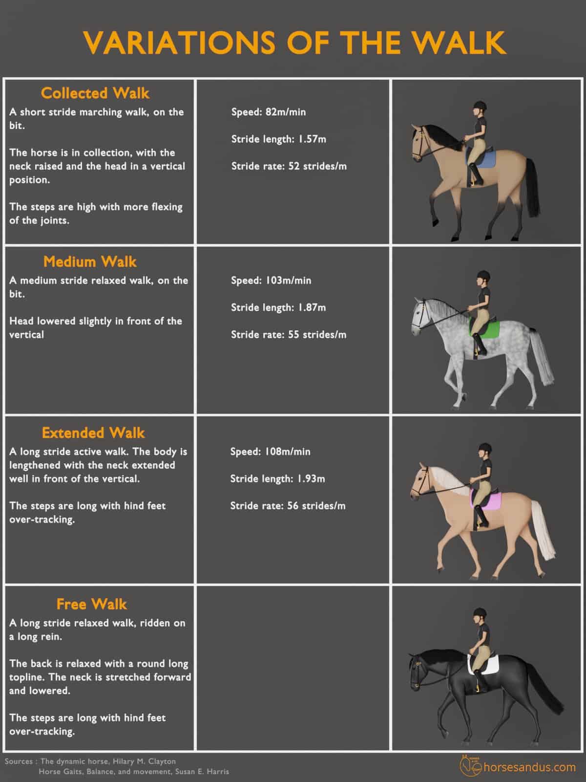 variations of the horse´s Walk - infographics: collected walk, medium walk, Extended walk, free walk