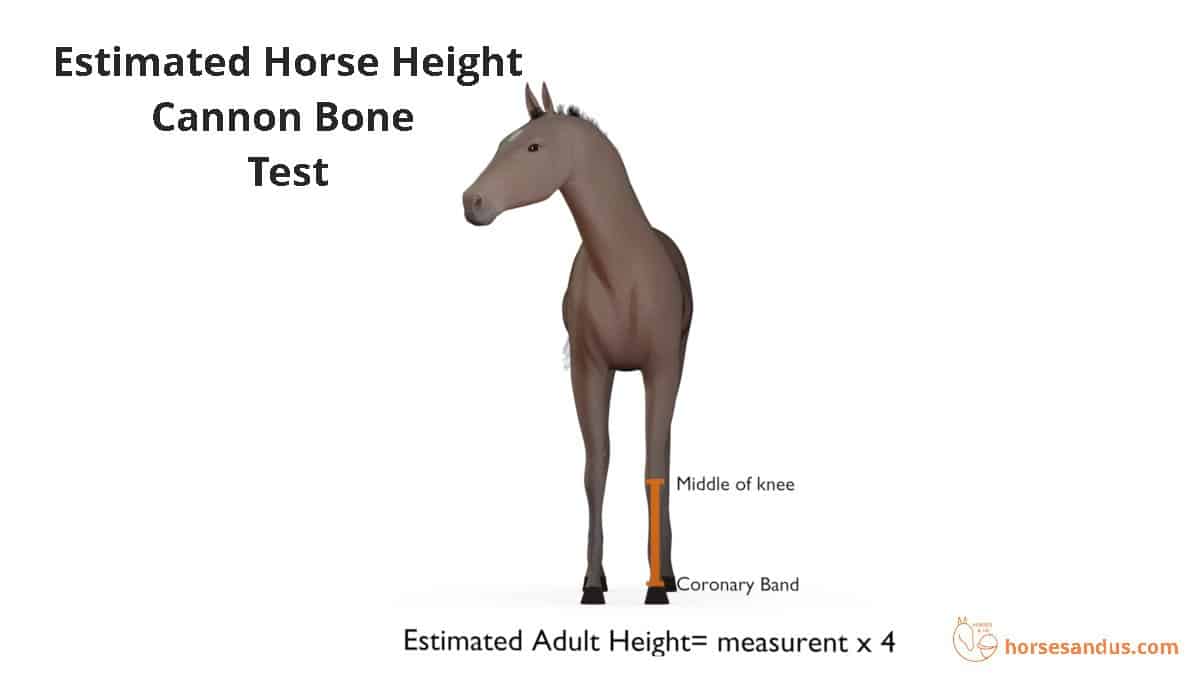 Estimated horse height - cannon bone test