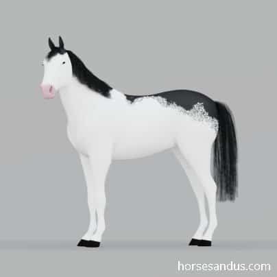 Dominant white horse medium expression