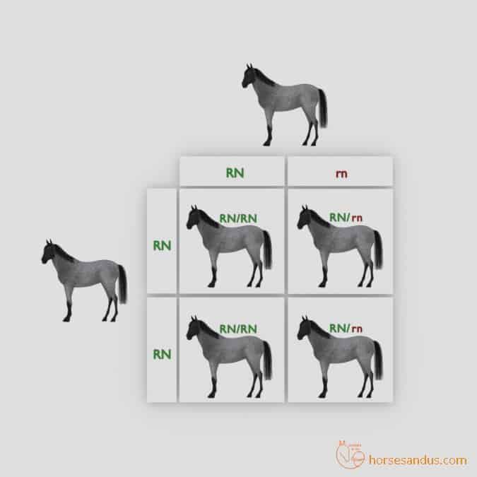 Roan Horse offspring Punnett square 1
