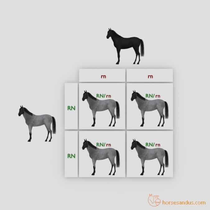 Roan Horse offspring Punnett square 2