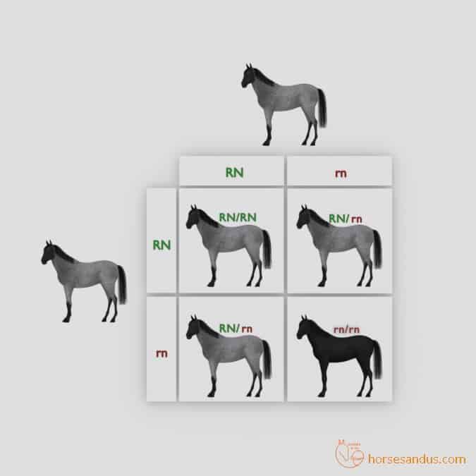 Roan Horse offspring Punnett square 3
