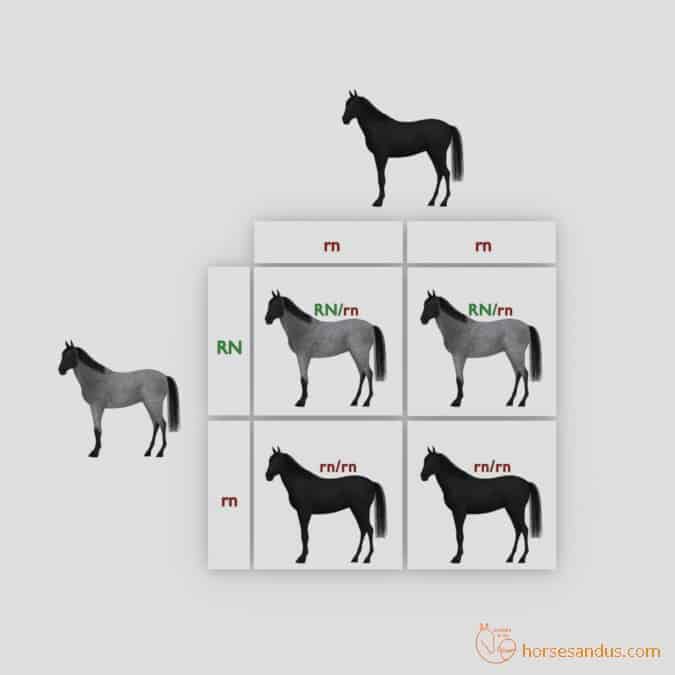 Roan Horse offspring Punnett square 4