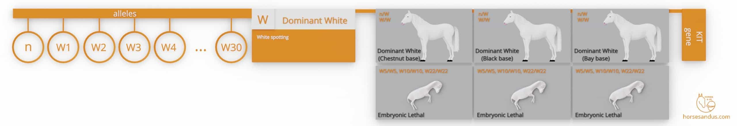 Dominant white horse genes