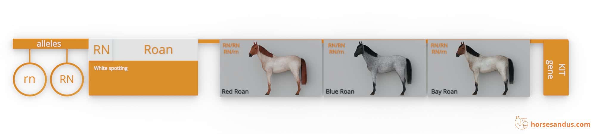 Roan Horse Genes