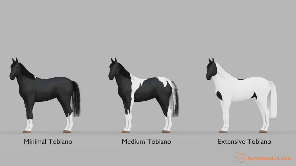 Horse tobiano pattern. minimal tobiano, medium tobiano, extensive tobiano