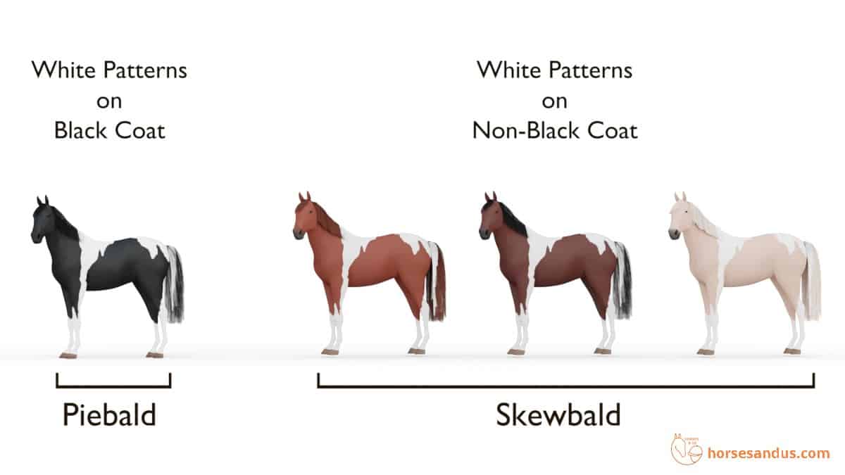 Horse Tobiano pattern: Piebald and Skewbald