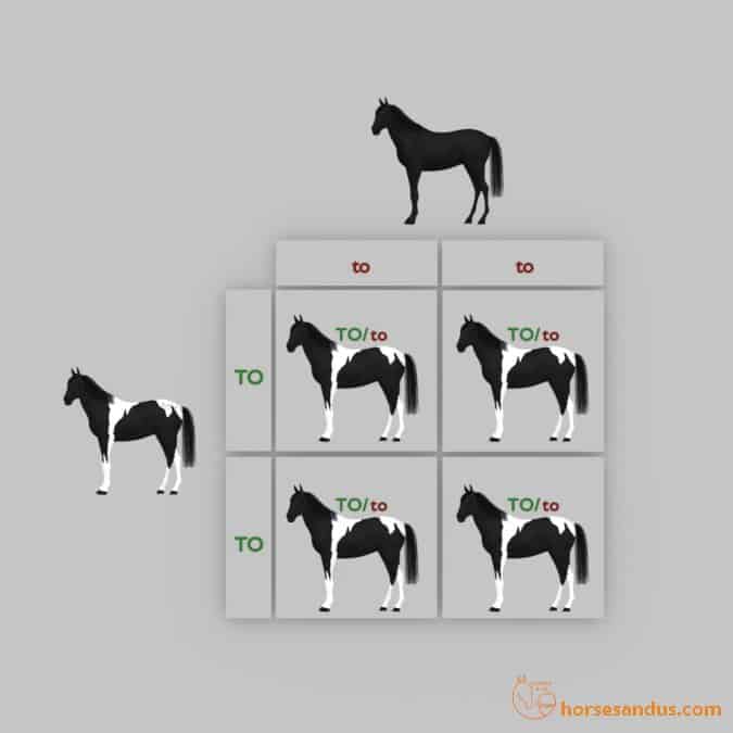 Horse Tobiano Punnett square (TO/TO x to/to)