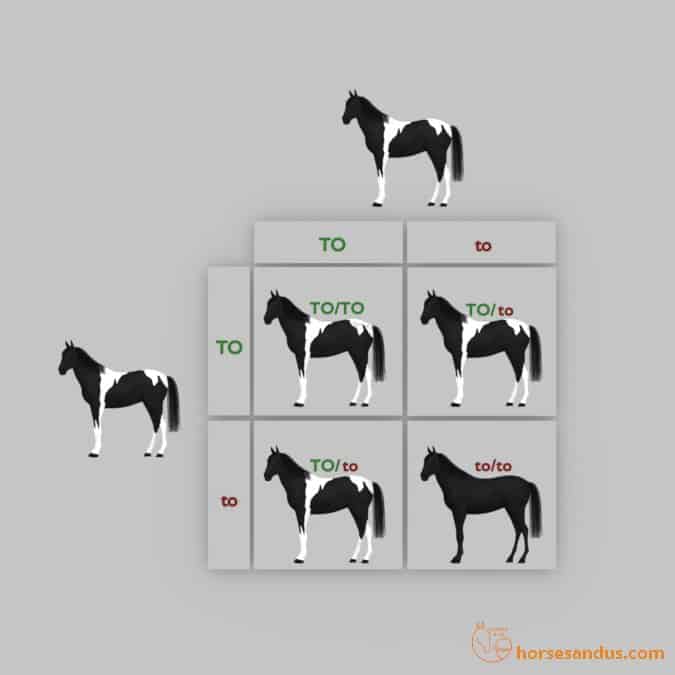 Horse Tobiano Punnett square (TO/to x TO/to)