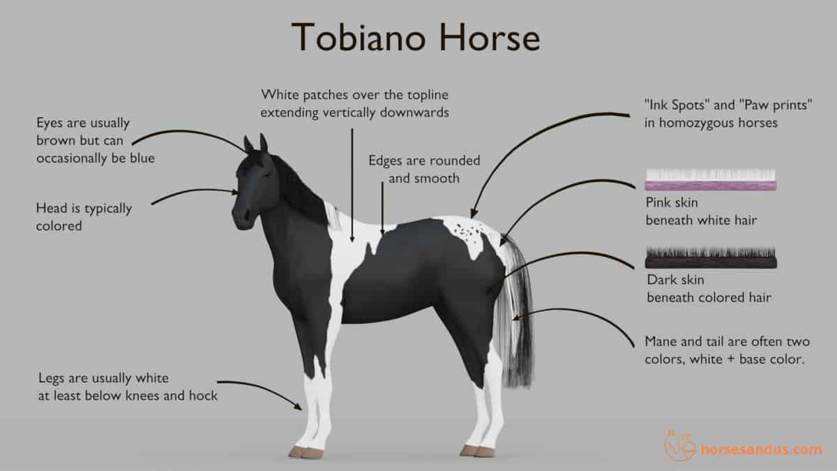 Tobiano horse characteristics