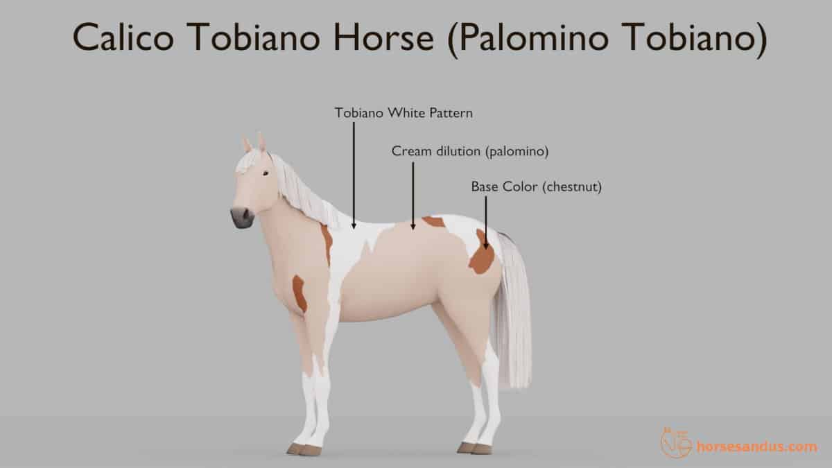 Calico Tobiano horse (ex: palomino Tobiano)