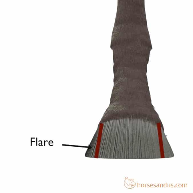 horse hoof flare