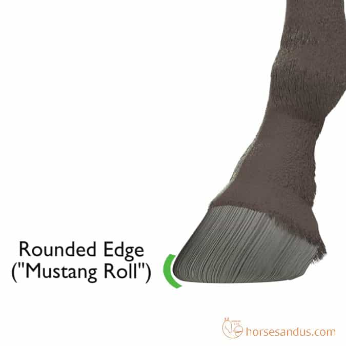 horse hoof mustang roll