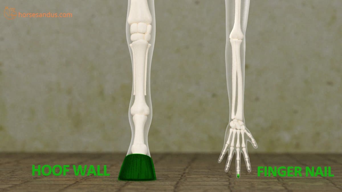 comparing horse hoof to human fingernail
