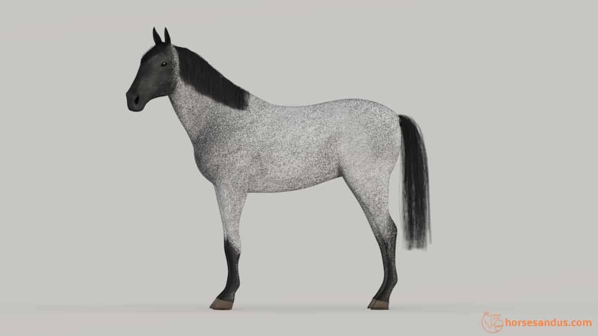 Roan horse