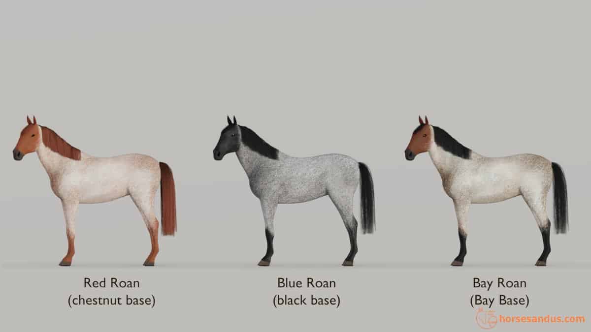 Roan horse on base coat colors (Red Roan, Blue Roan, Bay roan)