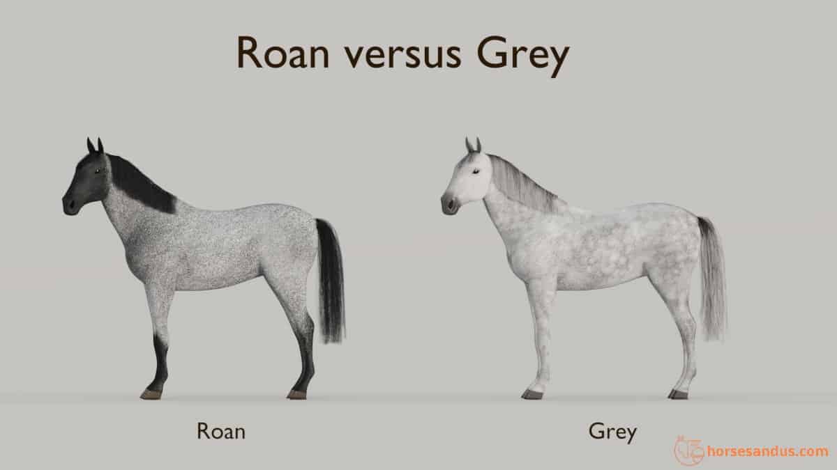 Roan horse versus Grey horse