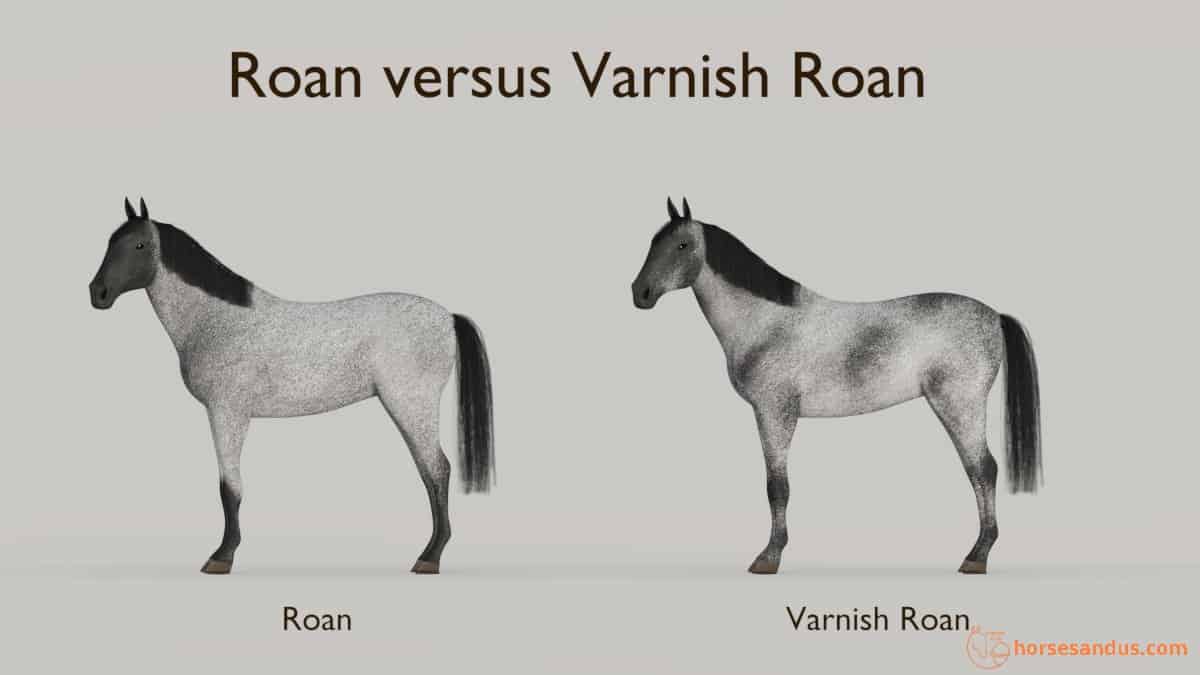 Roan horse versus Varnish Roan Horse