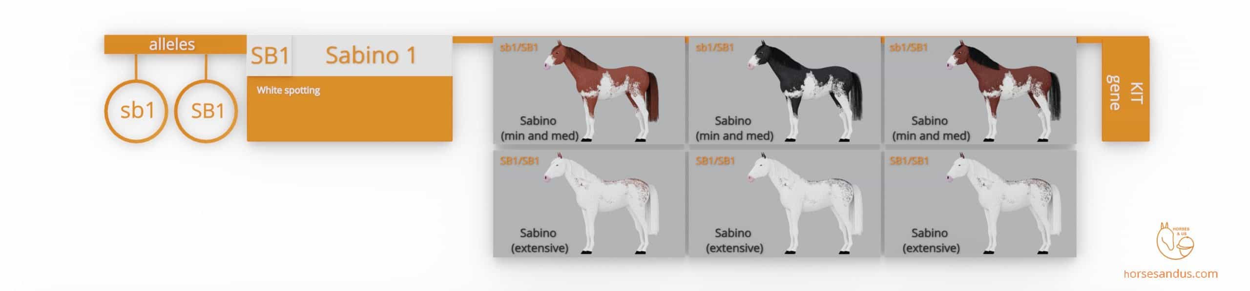 Sabino horse genes
