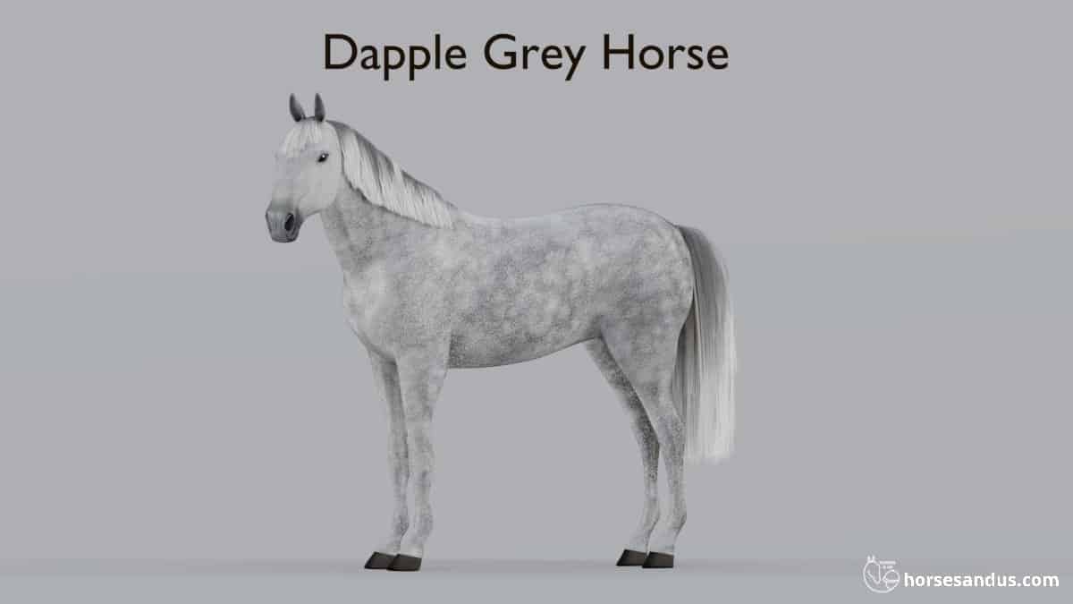 Dapple Grey Horse