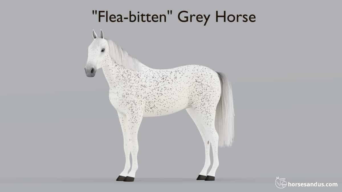"Flea-bitten" grey horse