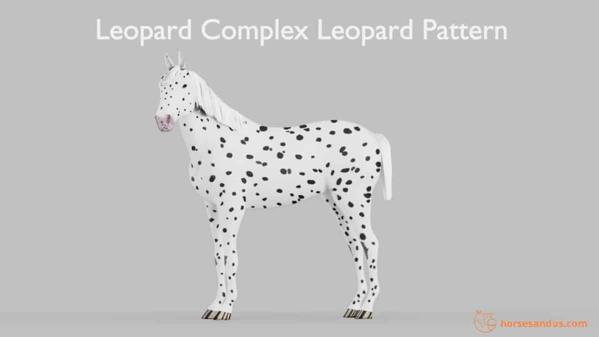 Leopard Complex Leopard Pattern