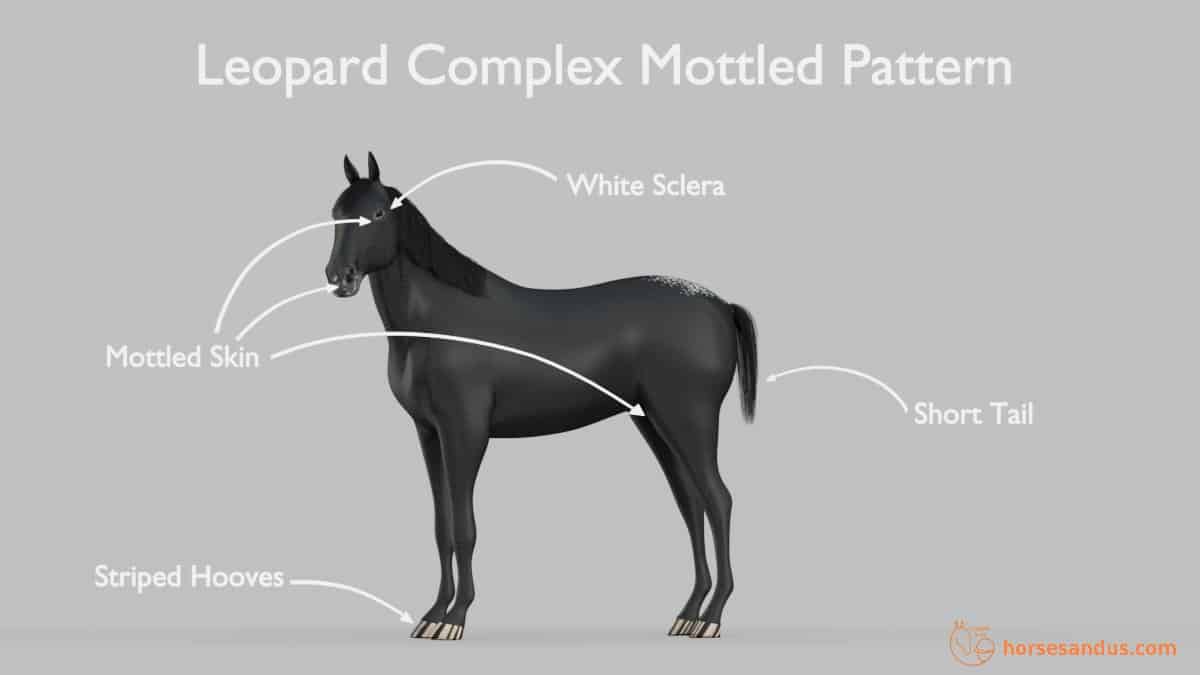 Leopard Complex Mottled Pattern