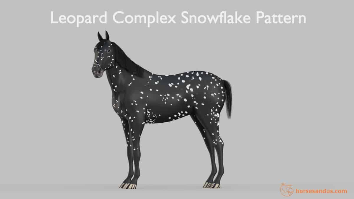 A Complete Guide To Leopard Complex Appaloosa Patterns