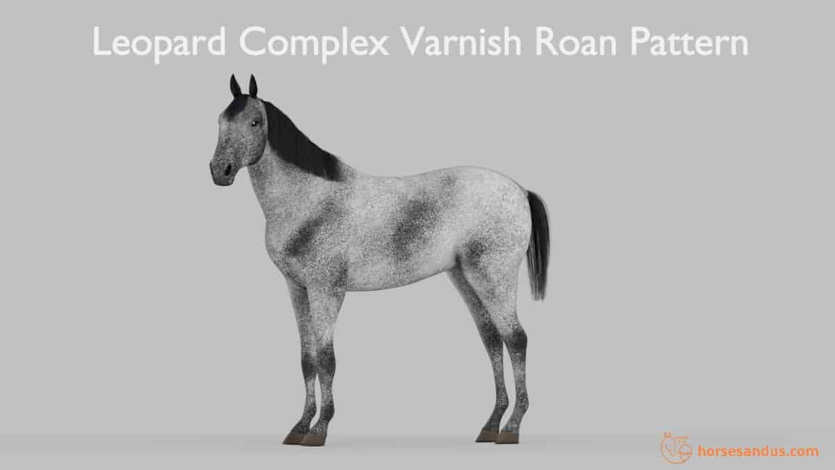 Leopard Complex Varnish Roan Pattern