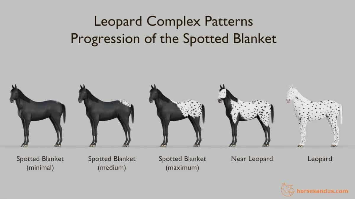 Leopard Complex Spotted Blanket, Near Leopard, Leopard