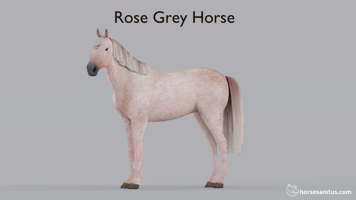 Rose Grey Horse