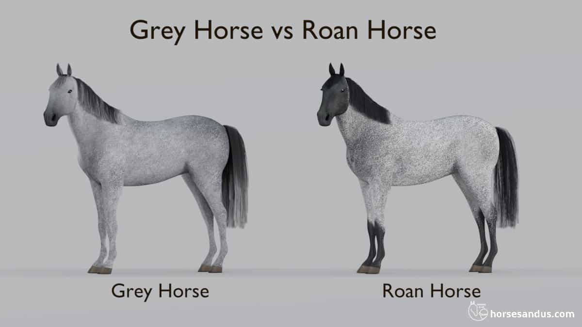 Grey Horse versus Roan Horse