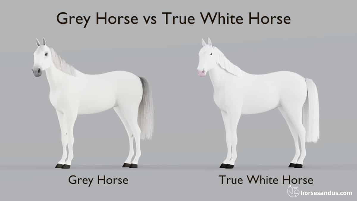 Grey Horse versus True White Horse