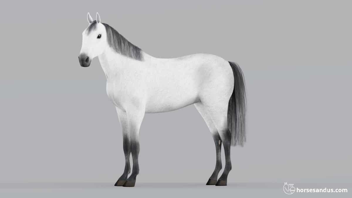Grey Horse with dark points