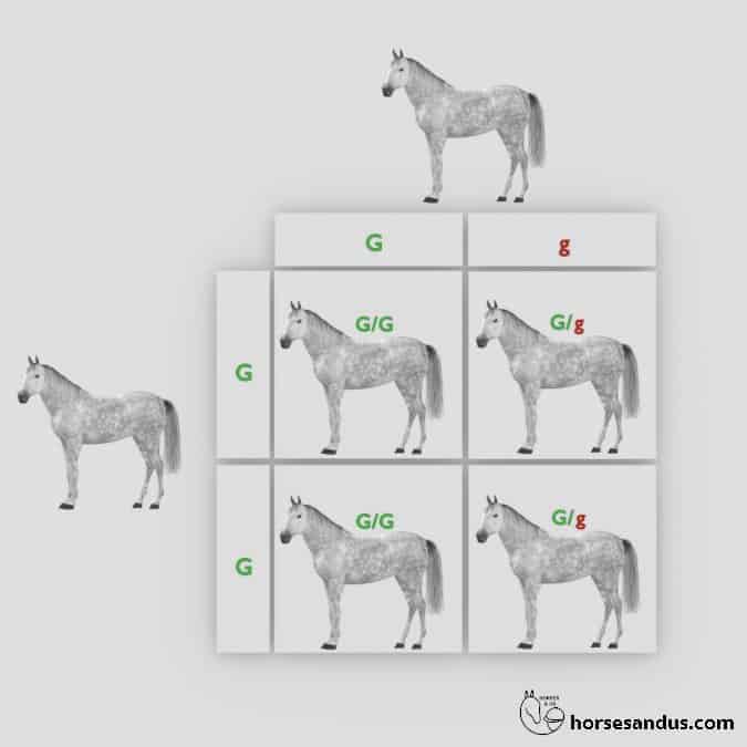 Grey Horse offspring Punnett square 1