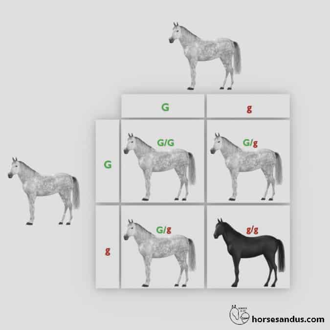 Grey Horse offspring Punnett square 2