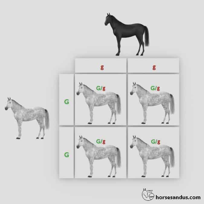 Grey Horse offspring Punnett square 3
