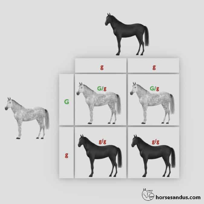 Grey Horse offspring Punnett square 4