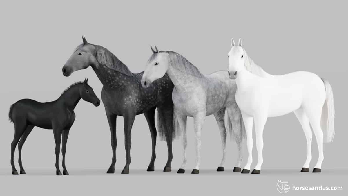 Grey horses